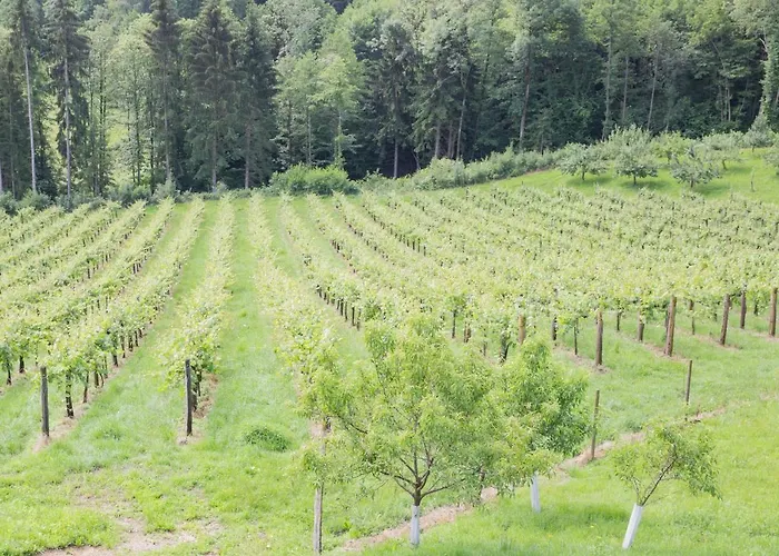 Мини-отель Buschenschank Ofnerpeter Gundersdorf