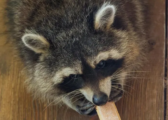 Buschenschank Ofnerpeter